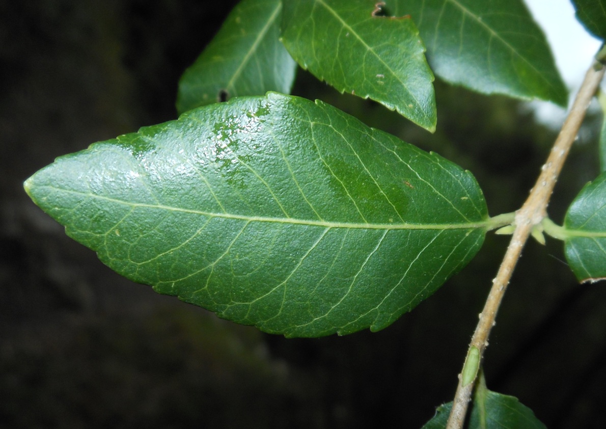 Phillyrea latifolia L. / Fillirea